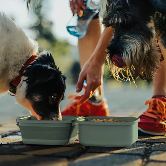 Gamelle Portative pour Chien